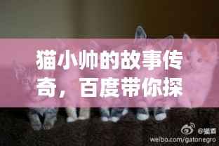 猫小帅的故事传奇,百度带你探秘其世界!
