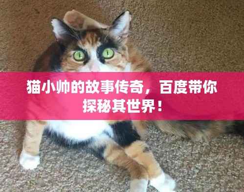 猫小帅的故事传奇,百度带你探秘其世界!
